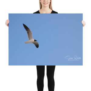 Seagul Poster